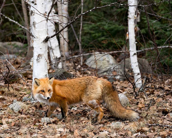 Widok Boczny Profilu Red Fox Sezonie Wiosennym Rozmytymi Brzozami Tle — Zdjęcie stockowe