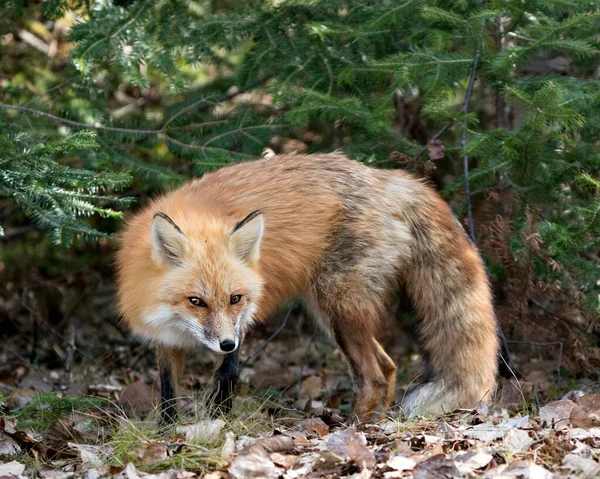 Red Fox Close Profile Side View Spruce Branches Brown Leaves — Stock Photo, Image