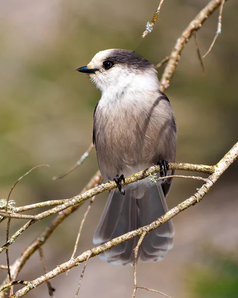 Grey Jay front view perched on a tree branch displaying grey colour, tail, wings, feet, eye with a forest background in its environment and habitat surrounding.