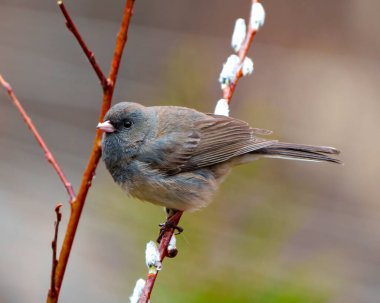 Çevresinde ve çevresinde bulanık renkli bir arka planı olan bir tomurcuk ağacı dalına tünemiş Junco yakın plan görüntüsü. Koyu Gözlü Junco Fotoğrafı.