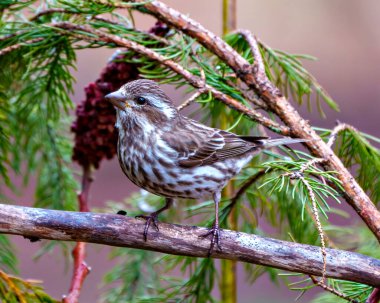 Mor Finch dişisi, çevresi ve çevresi ormanlarla çevrili bir dala tünemiş. Finch Resmi.