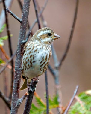 Mor Finch kadın ön görüşü çevresindeki yumuşak kahverengi arka planda ve doğal ortamında bir dal üzerine tünemiş. Finch Resmi.