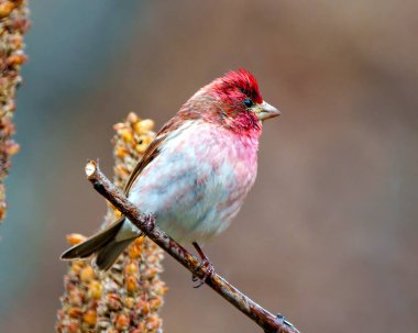 Finch erkek yakın plan, bir dal üzerine tünemiş kırmızı renkli tüyler sergiliyor. Çevresinde ve çevresinde bulanık bir arka plan var. Mor Finch Resmi