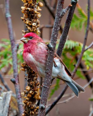 Finch erkeği, bir dala tünemiş, çevresindeki bulanık orman arka planı ve yaşam alanı ile kırmızı renk tüylerini gösteriyor. Mor Finch Resmi