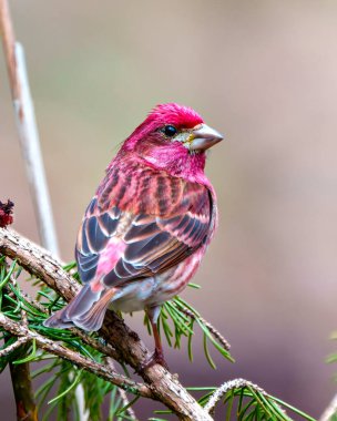 Finch erkeği, dikiz aynasından, kırmızı renk tüylerini gösteren bir dalın üzerine tünemiş, çevresi ve çevresi bulanık. Mor Finch Resmi.