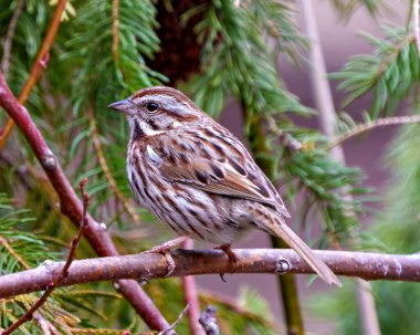 Song Sparrow çevre ve yaşam alanı içinde kozalaklı bir orman arka planına sahip bir dala tünemiş yakın çekim yan görüntüsü. Serçe Resmi.