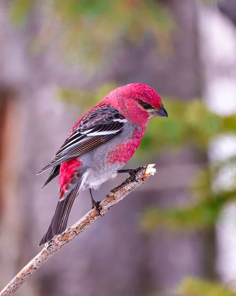 格罗斯别克男性特写侧视图 栖息在其周围环境和栖息地模糊的森林背景上 显示红色羽毛羽毛的分枝上 — 图库照片