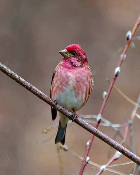 Purple Finch Male Close Front View Perched Branch Displaying Red — Stock Photo, Image