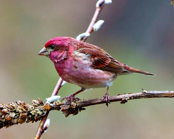 Finch Male Close Side View Perched Branch Displaying Red Colour — Stock Photo, Image