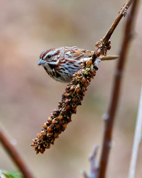 Song Sparrow Vista Cerca Encaramado Una Planta Tallos Muleína Seca — Foto de Stock