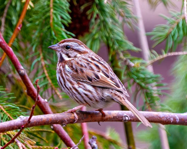 Song Sparrow Close Vista Lateral Empoleirada Ramo Com Fundo Floresta — Fotografia de Stock