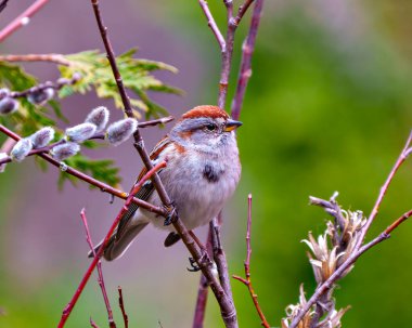 Amerikan Ağaç Serçesi, çevresini çevreleyen yeşil bir arka planı ve yaşam alanı olan bir ağaç tomurcuğu dalına tünemişti. Serçe Resmi.