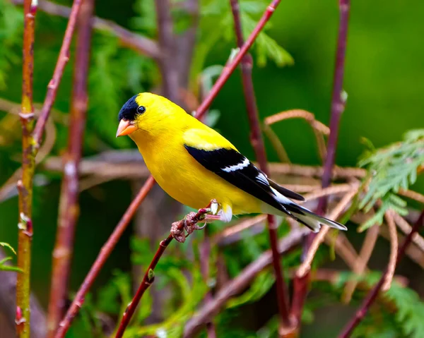 Americký Goldfinch Mužský Zblízka Pohled Posazený Větvi Zeleným Lesním Pozadím — Stock fotografie