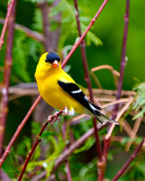 stock image American Goldfinch male close-up side view perched on a branch with green forest background in its environment and habitat surrounding. Finch Portrait.