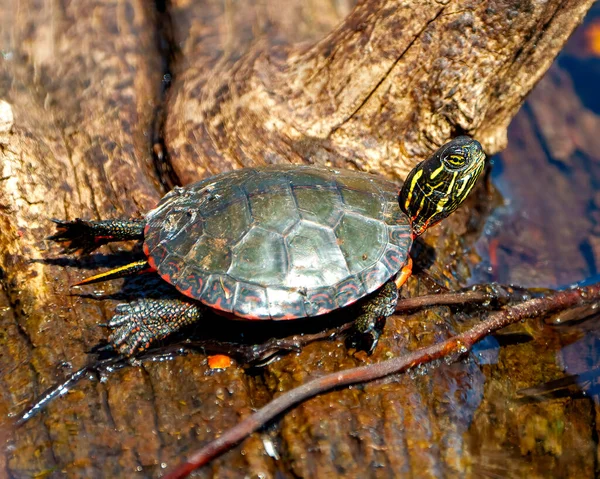 Painted Turtle Resting Log Pond Lily Water Pad Moss Displaying – stockfoto