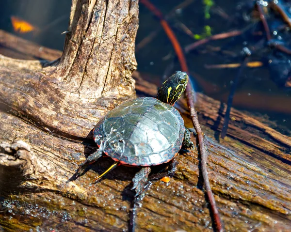 Раскрашенные Черепахи Крупным Планом Вид Воздуха Опирается Бревно Пруду Показывая — стоковое фото