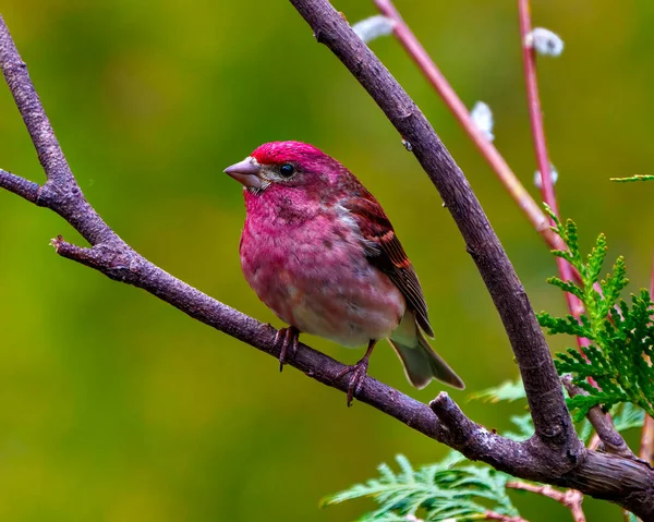 Purple Finch Male Close Profile View Perched Branch Displaying Red — Stock Photo, Image