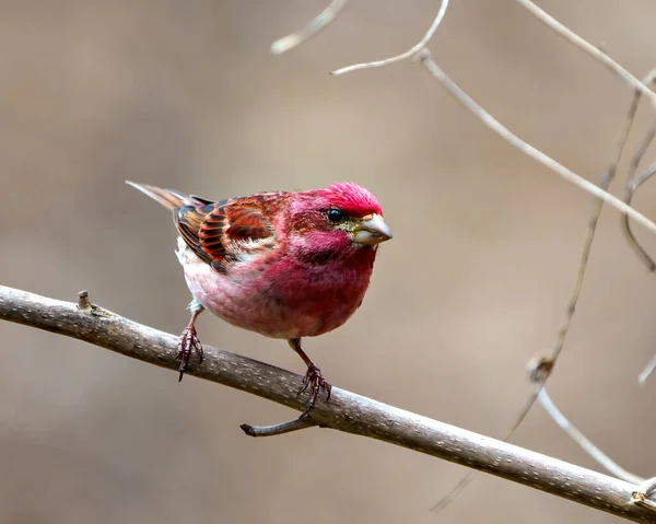芬奇男性特写图片 栖息在一个分枝显示红色羽毛与棕色背景的环境和栖息地周围 紫色芬奇画像 — 图库照片