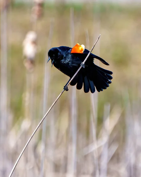 stock image Red-Winged Blackbird perched on a cattail twig and flashing its scarlet field marks and spread tail marking its territory and with a open beak in the springtime. 