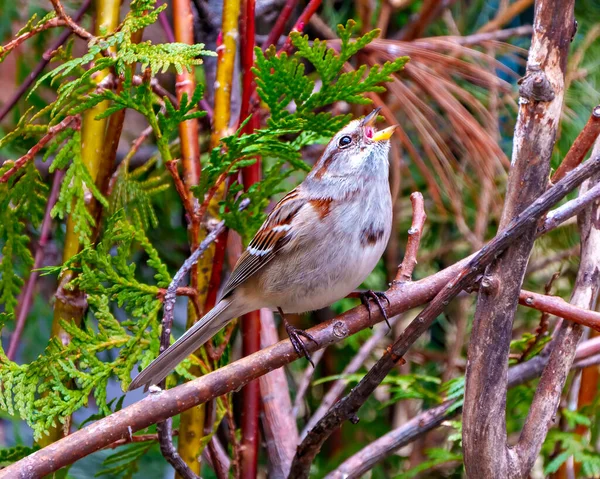American Tree Sparrow Close Vista Lateral Empoleirada Galho Árvore Com — Fotografia de Stock