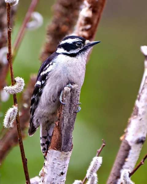 stock image Woodpecker female perched on a birch branch with bud tree background in its environment and habitat surrounding displaying white and black feather plumage wings.