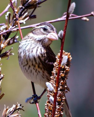 Gül göğüslü Grosgaga dişisinin yakın plan görüntüsü çevresi ve çevresi bulanık bir dala tünemiş. Kardinal Ailesi. Grosgaga Resmi