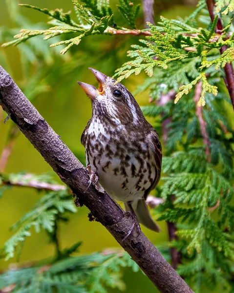 stock image Rose-breasted Grosbeak female close-up perched on a branch with open beak with blur background in its environment and habitat surrounding. Cardinal Family. Grosbeak Picture