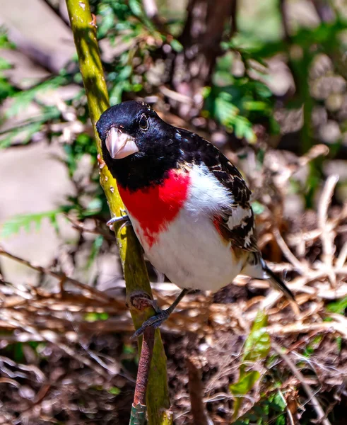 stock image Rose-breasted Grosbeak male close-up front view perched on a branch with blur forest background in its environment and habitat surrounding. Cardinal Family. Grosbeak Picture.