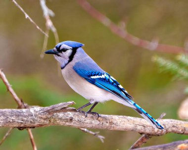 Blue Jay close-up side view perched on a tree branch with a forest blur background in its environment and habitat surrounding displaying blue feather plumage. Jay Picture. clipart