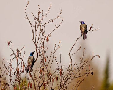 Ortak Grackle çifti, çevre ve yaşam alanlarında bulanık bir geçmişe sahip dalların üzerine tünemiş yakın çekim görüntüsü. Grackle Filmi. Portre.