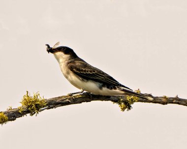Doğu Kralının kuşları, çevresindeki yaşam alanı ve çevresindeki gri gökyüzü arka planına sahip gagasında bir böcek ve yosun bulunan bir dala tünemiş yan görüş açısını kapatır..