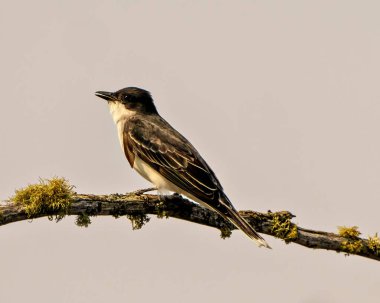 Doğu Kralının kuşu, çevresi ve çevresi gri bir gökyüzü arka planına sahip yosun dolu bir dala tünemiş yan görüş açısını kapatır..