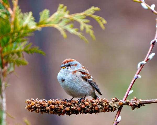 stock image American Tree Sparrow close-up view perched on a dried mullein stalk plant in its environment and habitat surrounding with a blur brown background. Sparrow Picture.