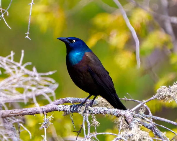 Yaygın Grackle, çevre ve yaşam ortamında renkli bir arka plana sahip dalın üzerine tünemiş yan görüntüsü. Grackle Filmi. Portre.