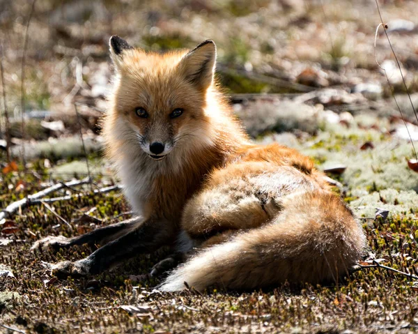 Red fox close-up resting in the spring season displaying fox tail, fur, in its environment and habitat with a blur background and sun on its body. Fox Image. Picture. Portrait. Photo.
