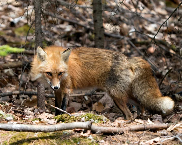 여우는 서식지에 나뭇잎 꼬리와 나타난다 이미지 사진찍어 초상화 Photo — 스톡 사진