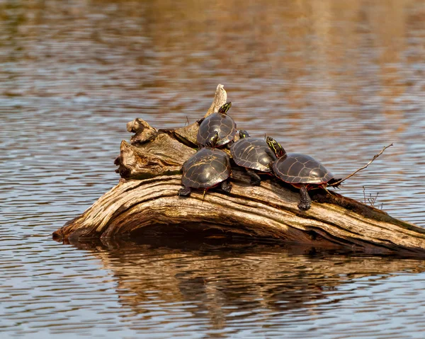 Bemalte Schildkrötengruppen Die Teich Ruhen Und Ihren Schildkrötenpanzer Ihre Umgebung — Stockfoto