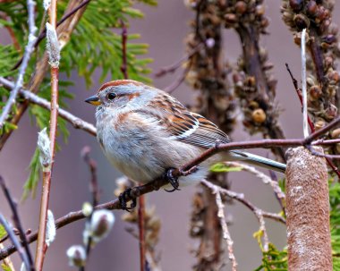 Amerikan Ağaç Serçesi çevre ve yaşam alanlarında orman arka planına sahip, yakın plan yan görüntüsü. Serçe Resmi.