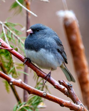 Junco 'nun çevresi ve çevresi ormanlarla çevrili. Koyu Gözlü Junco Fotoğrafı.