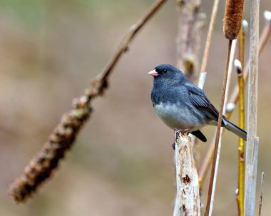 Çevresinde kahverengi yumuşak bir arka plan ve çevresi olan bir dal üzerine tünemiş Junco yakın çekim yan görünümü. Koyu Gözlü Junco Fotoğrafı.