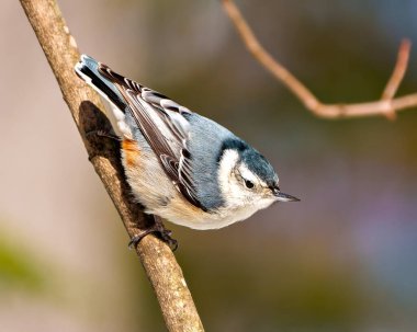 Beyaz göğüslü Nuthatch, çevresi ve çevresi bulanık olan bir ağaç dalına tünemiş. Nuthatch Portresi.