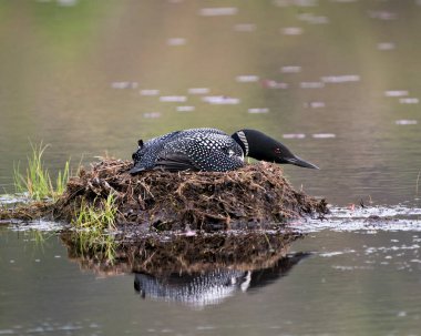 Dalgıç kuşu yuvasına bataklık otları, çevresindeki göl kıyısındaki çamur ve su ve kırmızı göz, siyah ve beyaz tüy tüyü, vücut yansıması olan yeşilimsi boynu sergiliyor. Tımarhane görüntüsü. Sulak Bölge 'de bir kaçık. Dalgıç kuşu gölde. 
