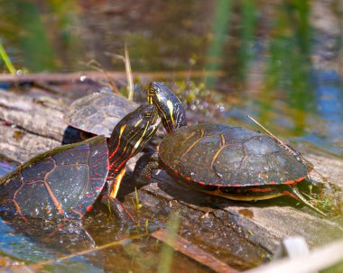 Çiftleşme mevsiminde boyanmış kaplumbağa çifti, çevrelerinde ve çevrelerinde bulanık su arka planına sahip bir kütük üzerinde etkileşime geçiyorlar. Kaplumbağa Resmi.