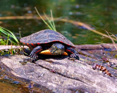 Bataklıktaki bir kütüğün üzerinde dinlenen boyalı kaplumbağa önü manzarası. Çevresinde ve çevresinde bitki örtüsü ve nilüfer çiçekleri var. Kaplumbağa Resmi.