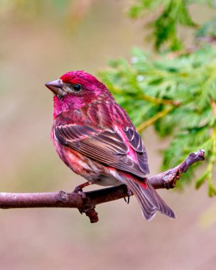 Mor Finch erkeği, çevresi ve yaşam alanı renkli bir arka plan ile çevrili bir dalın üzerine tünemiş dikiz görüntüsü. Finch Resmi.