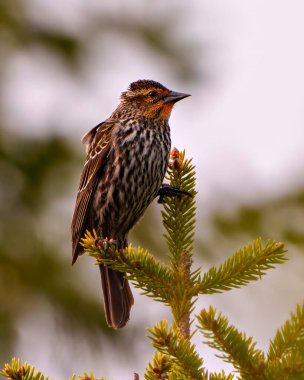 Kırmızı kanatlı Karatavuk dişisi, çevre ve yaşam ortamında bulanık bir arka plana sahip kozalaklı bir ağaca tünemiş..
