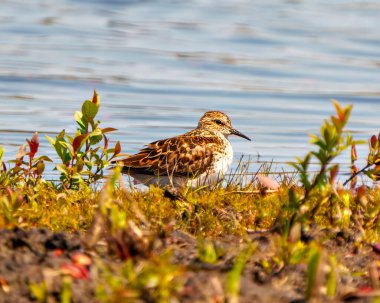 Sandpiper 'ın yakın çekim kenar görüntüsü, çevresi ve yaşam alanı çevresindeki bitki örtüsü ön planı ve su arkaplanı ile suyun yanında duruyor. Genel Sandpiper ResmiComment.