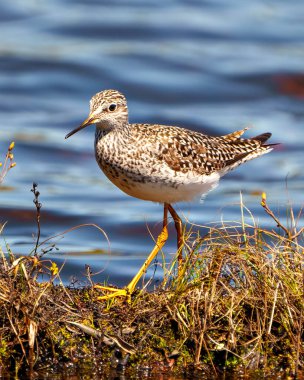 Bataklık çevresindeki ortak Sandpiper yan görüntüsü ve mavi su arka planına sahip yaşam alanı. Sandpiper ResmiName. 