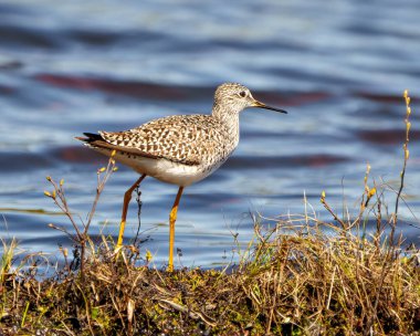 Bataklık çevresindeki ortak Sandpiper yan görüntüsü ve mavi su arka planına sahip yaşam alanı. Sandpiper ResmiName. 