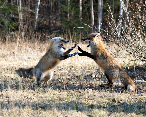 狐狸在春天的季节里 以模糊的森林背景 在自己的环境和栖息地与冲突的行为进行着踩踏 福克斯形象 肖像画 — 图库照片